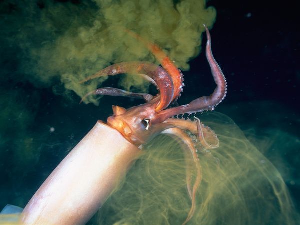 squid03-jumbo-squid_18211_600x450